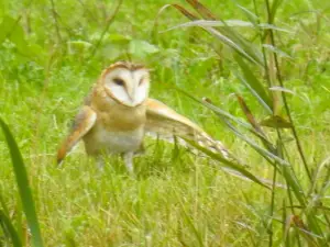 Menno 01 Kerkuil in de Biesbosch